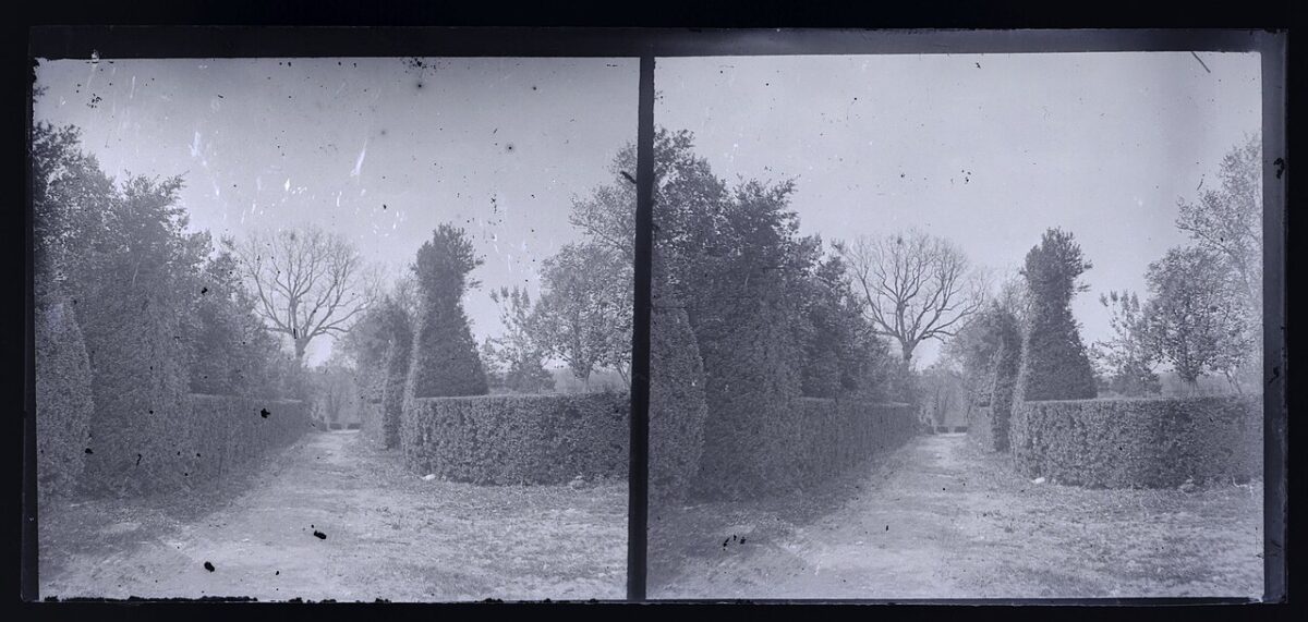 haie taillée jardin