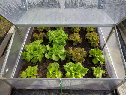 Accessoires de jardinage d'intérieur réunis près d'un pot en terre cuite et d'une plante verte